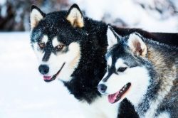 In the 21st century, the Alaskan Malamute not only survived but continues to be one of the most  ...
