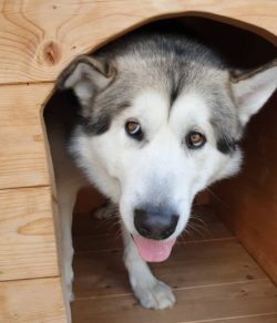 Alaskan Malamute is a large, beautiful, and strong dog that looks like a wolf. The spectacular a ...
