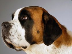 Saint Bernards have very watery eyes, so you need to constantly look after them. Representatives ...