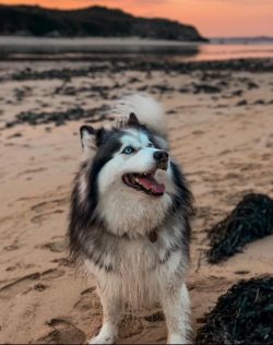 The main “mission” of the northern handsome man is the same as that of the husky  ...