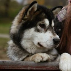 The Alaskan Malamute, one of the top 30 most popular breeds in North America, belongs to the Spi ...