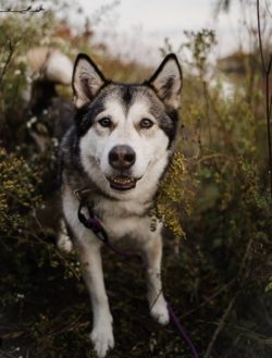 The Alaskan Malamute is a robustly built dog with a muscular body, densely covered with thick ha ...