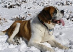 Physically, St. Bernards grow very quickly, but their behavior still remains, like that of small ...