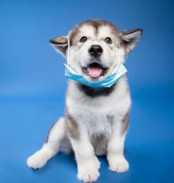 Looking at the puppies, it’s hard to believe that huge and energetic dogs grow out of them ...