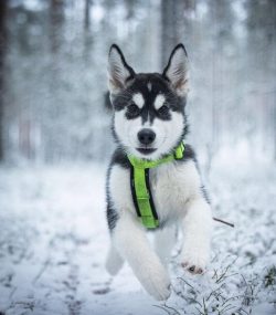 The power and temperament of adult Malamute dogs will amaze even the most sophisticated dog lover. 