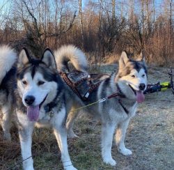 Malamutes can also be kept in a city apartment. But so that he does not behave in a dwelling lik ...