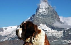 St. Bernards are very friendly, incredibly loyal dogs, they are intelligent, generous, and infin ...