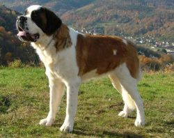 St. Bernards get along well with children, with other animals, are very delicate, despite their  ...