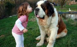 They will never bark for no reason, hysteria in vain, these are dogs with dignity, who soberly a ...