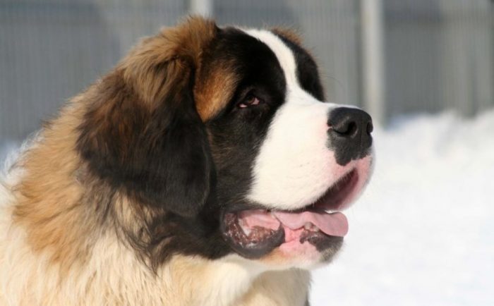 The main profession of St. Bernard is a rescuer and a search engine in the mountains, but as a p ...