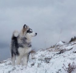 The enormous stubbornness and willfulness of these dogs must and can be fought. With a positive  ...