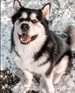 Despite their impressive appearance and some flaws in character, Alaskan Malamutes are sincerely ...