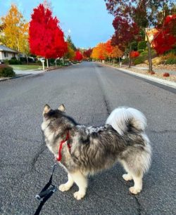 The Malamute’s head is not too heavy, but deep and wide. It looks proportional to the body ...