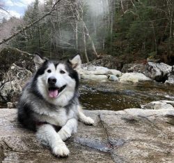 Malamute teeth are large, scissor bite. The jaws are wide and powerful, the cheekbones are flat. ...