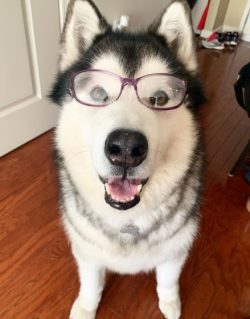 The eyes of the Malamute are almond-shaped, of medium size. Set obliquely, brown. Having blue ey ...