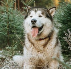 The ears of the Malamute are triangular in shape, size is medium, rounded at the ends. They look ...
