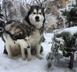The forelimbs of the Malamute are distinguished by developed muscles and massive bones. They are ...
