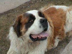 Good-natured giants of the St. Bernard breed over the centuries have proven their devotion to ma ...