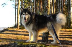 The coat of the Alaskan Malamute is double, consisting of two types of hair, differing in textur ...