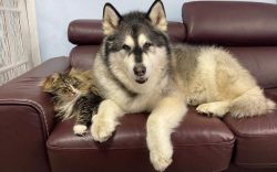 The body hair of the Malamute, when viewed along the sides, varies in length from short to mediu ...