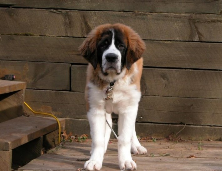 If people go to work for the whole day, St. Bernard is sympathetic to the forced loneliness, he  ...
