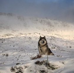 The most common in Malamutes are the so-called wolf color. Black, gray, white, and sable colors  ...