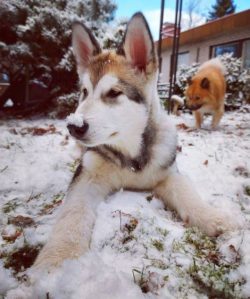 The color of the Alaskan Malamutes is a raincoat, which excludes the presence of unevenly spaced ...