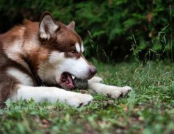 Dogs of this breed cannot be attributed to lazy and slothful people. They are perfectly motivate ...