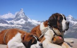 Saint Bernards are always ready to support games or fun, their melancholic muzzles do not reflec ...