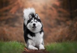 Some owners initially expect that after a walk in the fresh air, the dog will get tired and want ...