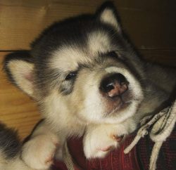 Some owners cite malamutes as a great way to lose weight without dieting. As a joke, of course.  ...