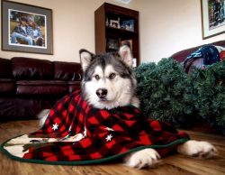 From an early age to three years old, these natives of Alaska show particularly remarkable energ ...