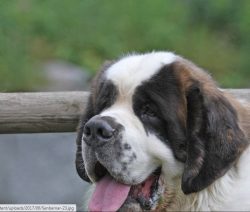 Before adopting such a powerful, large dog, you need to think carefully about where to keep it. 