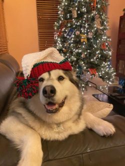 Alaskan Malamute looks like a wolf, which prompted many to raise a hunter or guard dog in it. Al ...