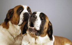Best of all, these dogs feel in country houses, in the private sector, where the large St. Berna ...