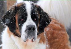 It is better for puppies to grow on the ground so that they put their paws on the ground, gravel ...
