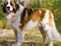 If you still decide to settle St. Bernard in an apartment, then while the puppy is growing, it i ...