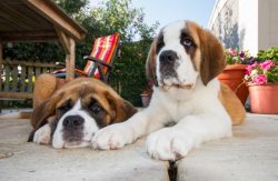 On weekends, it will be useful to take the dogs out into the countryside so that they can run, f ...
