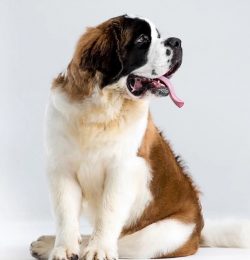 St. Bernards do not tolerate heat well, so on hot summer days, you need to walk with them early  ...