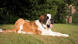 You can wash dogs two or three times a year, but every day after walking, wash their paws and wi ...