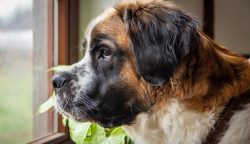 How to feed St. Bernard – the owner decides, of course, choosing industrial feed or natura ...