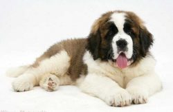 St. Bernards are large dogs, so you need to take them out for a walk wearing a muzzle. Puppies c ...