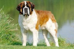 St. Bernards grow faster than other dogs, at 6 months they grow into a large dog, but their psyc ...