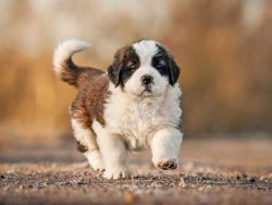 When training St. Bernards, you need to be as patient as possible, not to push the dog if it has ...
