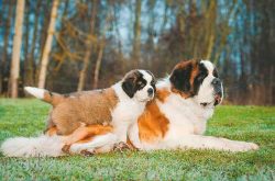 Patience and affection, encouragement with a treat, and praise from the owner can make a well-br ...
