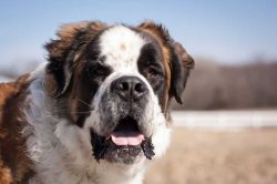 Often, owners take their pets to canine groups, where, under the guidance of experienced trainer ...