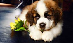 St. Bernards are a healthy breed, but like all large dogs, they have two vulnerabilities – ...