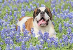 Up to a year and a half, you need to closely monitor the development of the puppy: how he puts h ...