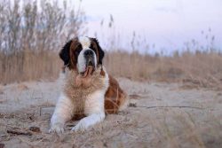 With a full stomach, a dog does not need to jump and jump, an additional load on this organ can  ...