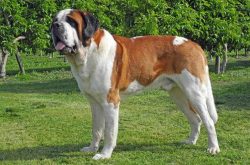 St. Bernards are very popular in the world. Dogs began to be found everywhere, not taking into a ...